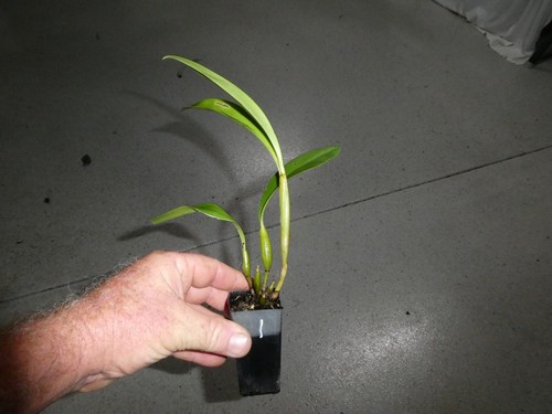 Dendrobium spectabile. 45mm pot #1 - Picture 4 of 8