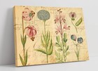 VINTAGE BOTANICAL FLOWER ILLUSTRATIONS DECOR CANVAS WALL ARTWORK PICTURE PRINT