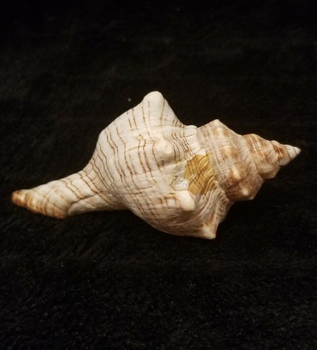 Beautiful Brown and White Conch Seashell 139.7 mm (5.5 inches) - Picture 4 of 10