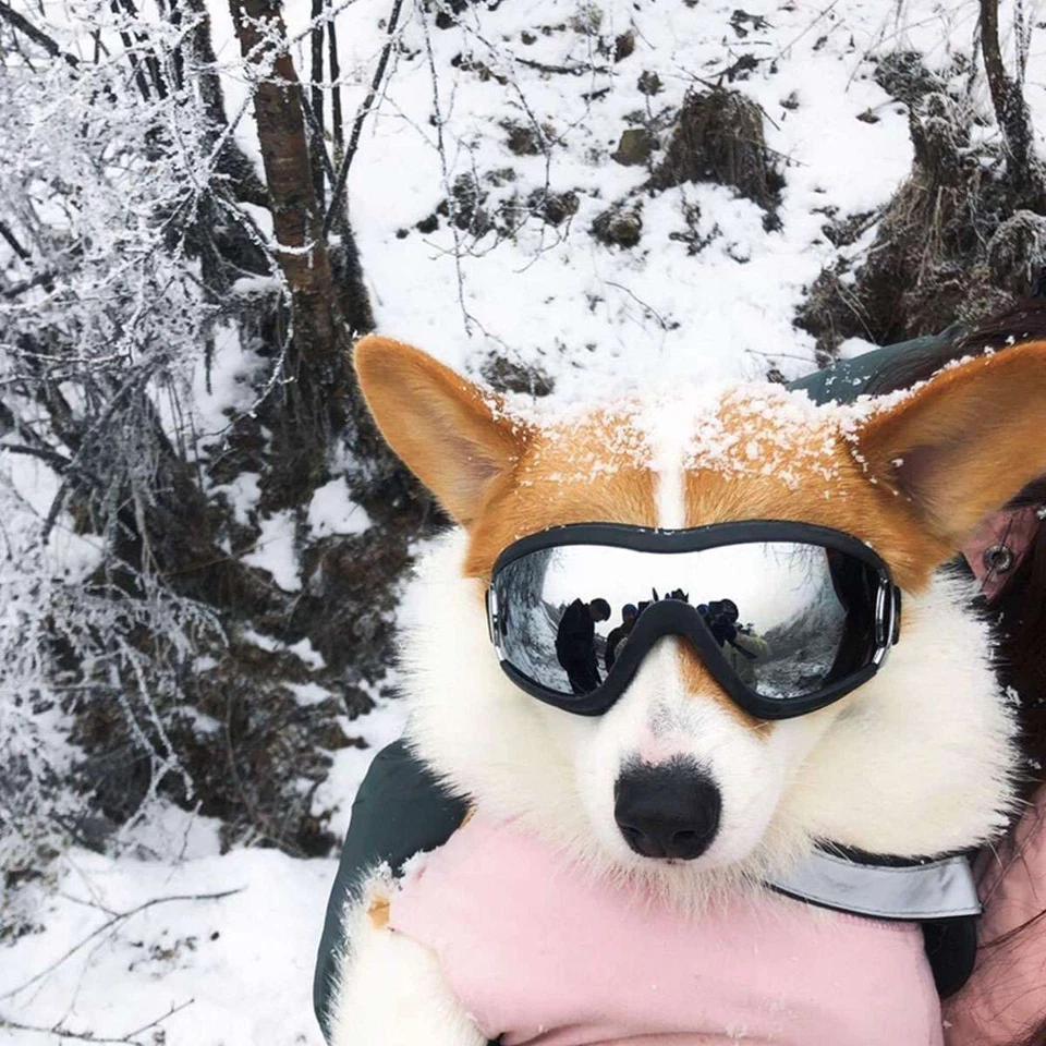 Очки солнцезащитные ветрозащитные защита от ультрафиолета для средних и больших собак очки - Изображение 2 из 4