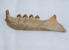 Rare Chile Seal Fossil Mandible Pinniped Not Megalodon