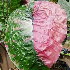 Colocasia Live Bulb Romyen New Hybrid Free Phytosanitary Certificate