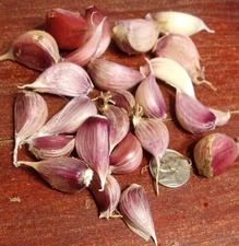 25 Organic Fresh 2025 German Red Hardneck Garlic Cloves 4 Planting Cold Hardy