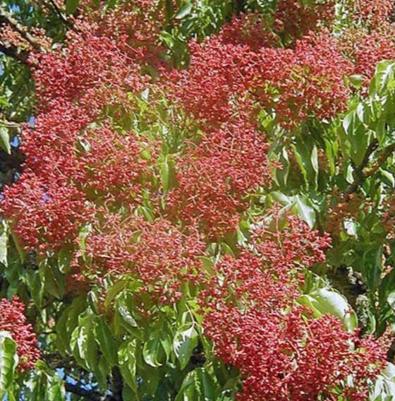 Bienenbaum Beenella ® - Tetradium daniellii hupehensis Beenella