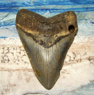 #ad #ad MEGALODON Shark Tooth 4 1 4quot; sharks teeth BIG jaw fossil REAL megladon SERRATED $118.00