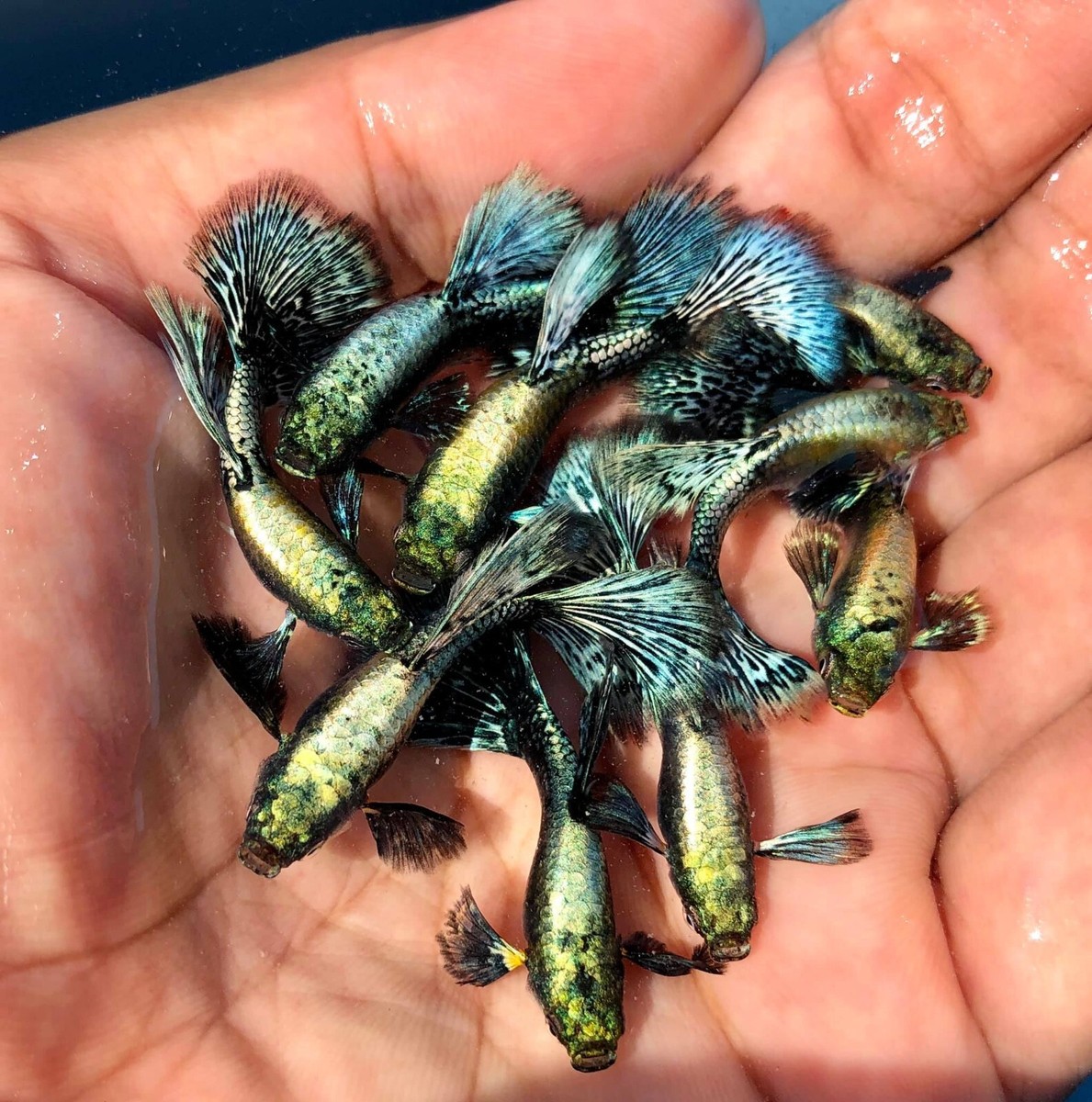 Live Aquarium Guppy Fish - Green Dragon Breeding Trio (USA Seller) 9 thumbnail image