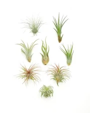 | Assorted Collection of Live Air Plants, Hand Selected Variety Pack of Air S...