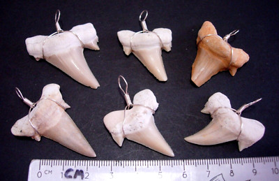 nice 6 big silver wire wrapped Sand Tiger Shark Fossil teeth Pendants #T-30