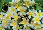 Beautiful Flowers - 2027 Rectangle Wall Calendar 16 Months Floral Art Home Decor