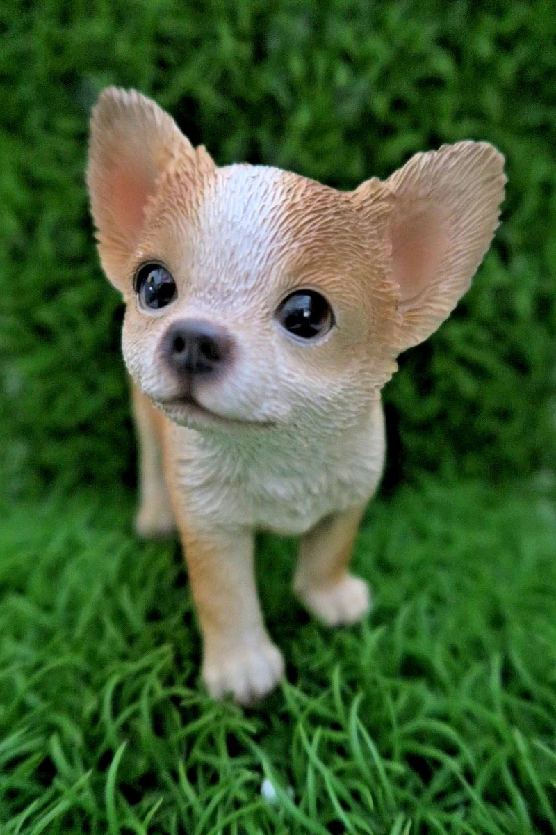 Mini chihuahua puppy cheap