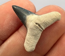 Shark Tooth Bone Valley Lemon Authentic Real Fossil