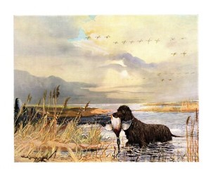 Antique Irish Water Spaniel Print 1930s Ward Binks Hunting Dog Art 5908Q