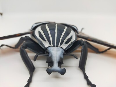 Bandai Japan Gashapon Goliathus Goliatus 7in Big Realistic Beetle