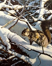Brian Jarvi Winter Playground - Squirrel - Wildlife