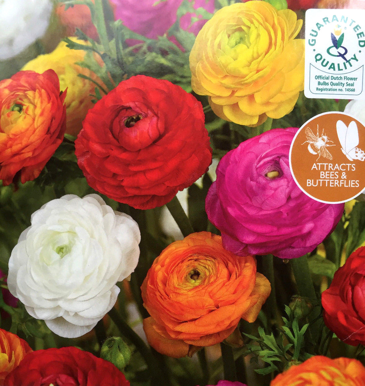 120 RANUNCULUS MIXED COLOUR FRESH BULBS/CORMS PERENNIAL GARDEN SUMMER