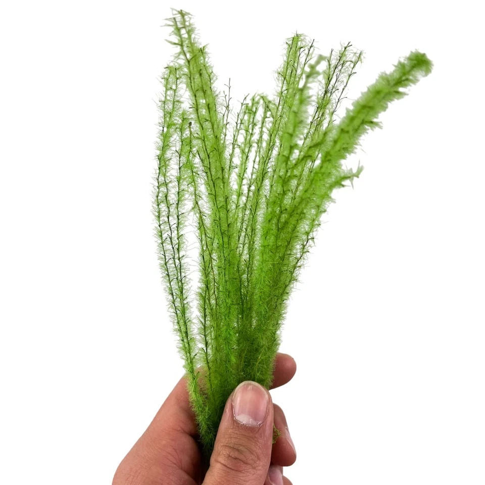 Gras spezieller grüner Moos Mix Deluxe - Modellbau & Diorama Landschaft - Bild 3 von 4