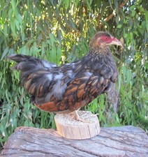 Tan and Black Chicken Real Bird Taxidermy Mount