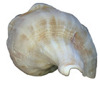 nautical art 5” long left handed whelk (knobbed/lightning I can’t tell) seashell — photo 4