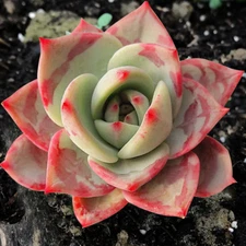 Echeveria LALA, rare succulent hen and chicks aloe plant seed 50 SEEDS