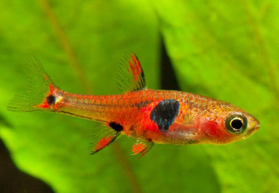 10 Strawberry Rasbora (Boraras naevus) Live Freshwater Fish Shrimp Safe ...