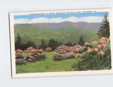 Postcard Rhododendrons in Smoky Mountain National Park Tennessee USA
