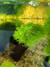  Moos Teichlebermoos für Mini-Teichoder Aquarium super für Garnelen 