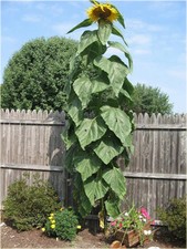 AMERICAN GIANT SUNFLOWER Seed, A skyscraper for gardens. 8'-17', flower