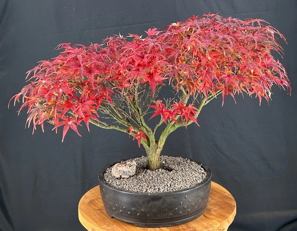 Sharp's Pygmy Dwarf Japanese Maple Bonsai Tree 17"H Outdoor Deciduous Acer - Image 2 of 2