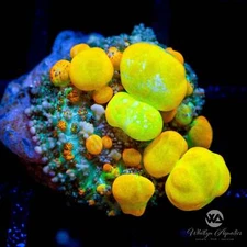 OG Bounce Mushroom - Live Coral Frag