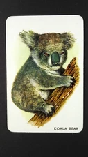 1 x single 1960's Pepys card Animal Snap – Koala Bear # V25d