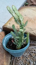 Variegated Joseph's Coat Cactus W/ Roots