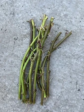10 Rooted Sweet Potato Slips Cutting Vines Ready To Plant
