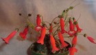 Picture 8 of 10