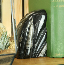Marble Bookends with Belemnite Fossils Natural History Home Decor