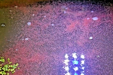 2500 Live Daphnia/Daphnia Magna/Moina, Free Shipping