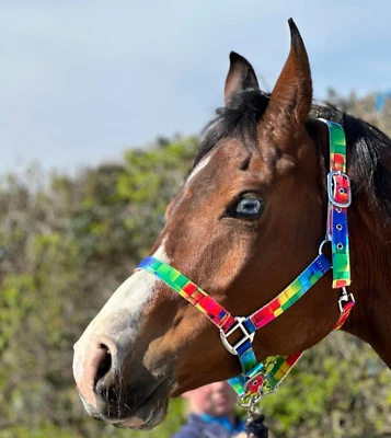 Equipride Regenbogenfarbenes Kopfband Größe Full-M Blatt AUSVERKAUF