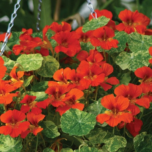 10 NASTURTIUM ORANGE TROIKA SEEDS Trailing Variegated Easy Grow Hanging
