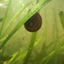 20 Assorted Ramshorn Snails Live Freshwater Aquarium Algae Cleaner Healthy
