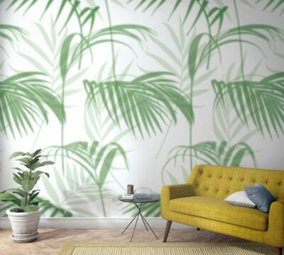 philodendron florida ghost ableger Philodendron 