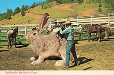 Exaggerated Jack Rabbit Saddling Up in Texas VTG Continental Postcard Unposted