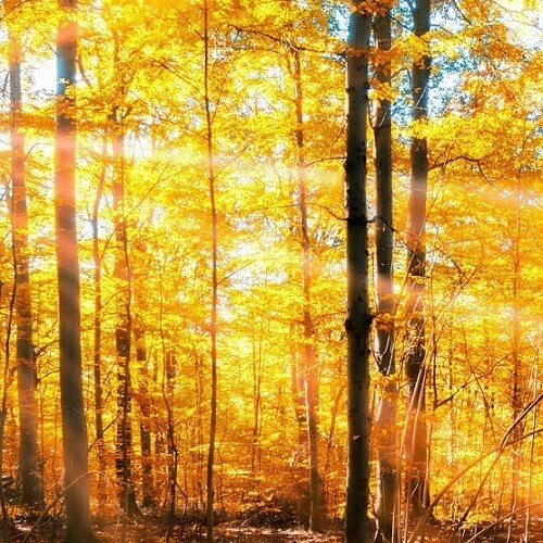 DMSO 99,9% Reinheit nach ph. eur. 1000 ml in pharma Veral Glas braun - Bild 4 von 4