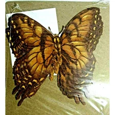 Decor FX Large Butterfly Wallpaper Cutouts 16-pc Furniture Crafts Scrapbook NEW