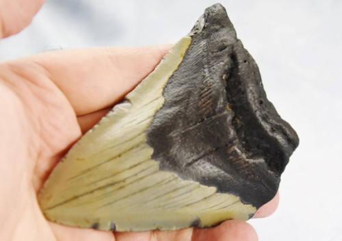 Megalodonte denti di squalo XLG vero fossile 5 - 24 milioni di anni 103mm 4,2" 637dd - Foto 5 di 11