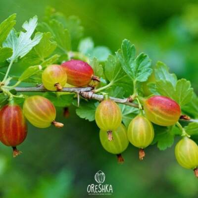 Stachelbeerensamen. Ribes uva-crispa frisch 15+ Samen. Grossulariaceae Samen