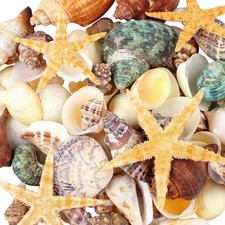 80 Pcs Natural Seashells, Mixed Starfish Sea Shells for Crafts, Various Sizes