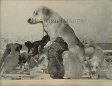 1972 Press Photo A mother dog with her puppies - lrb11777