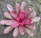 Vriesea David Shiigi Hybrid ‘Pupukea Sunset’ Bromeliad Bromeliads — photo 7