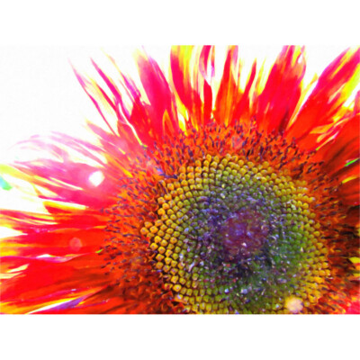 Roter Sonnenblumenkopf Nahaufnahme Leinwand Wandbild Kunstdruck