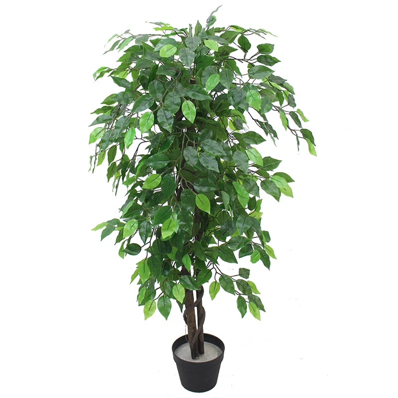 120cm Ficus Bushy 7563