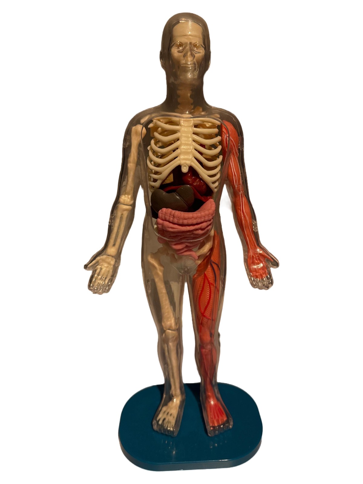 SmartLab Anatomisches Modell Mensch Körper Skelett Organe Lernspielzeug